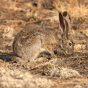 Rabbit Photo Album