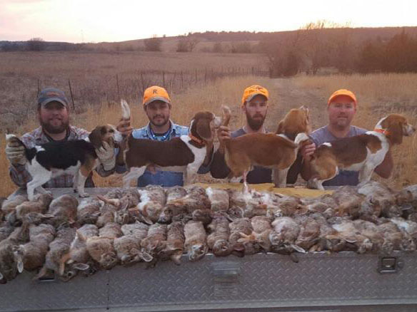 rabbit hunting beagles