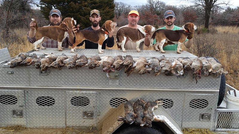 kansas cottontail and jack rabbit hunting