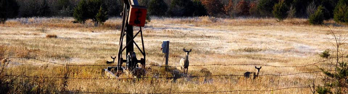 Whitetail deer on hickory creek outfitters hunting land in Kansas