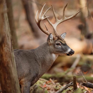 Whitetail Deer Photo Album