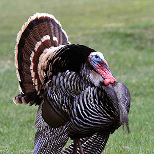 Turkey Photo Album