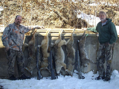 kansas bobcat hunting