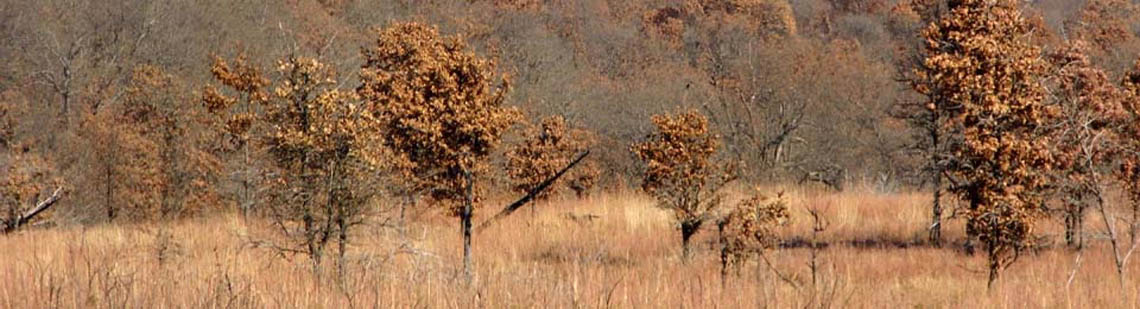 Tree lined hunting land in Kansas